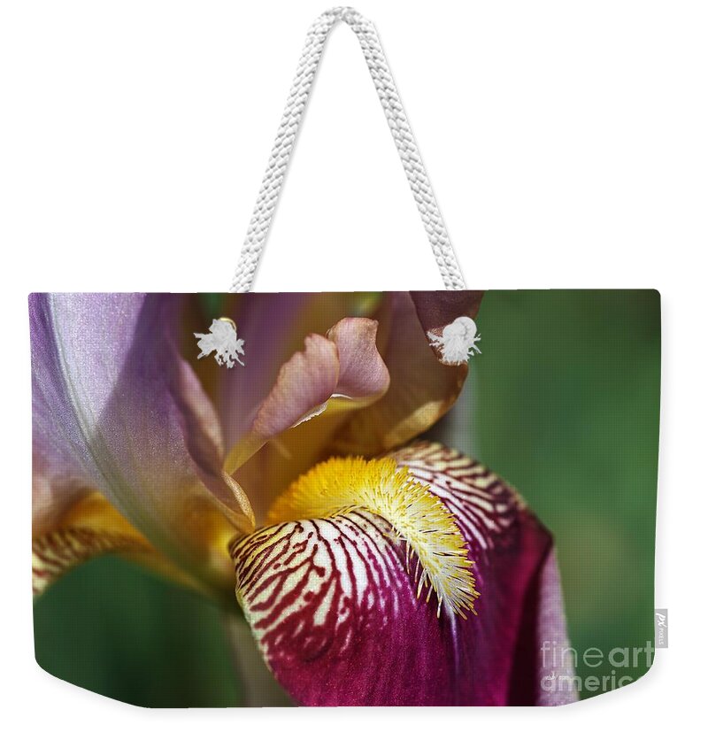 Iridaceae Weekender Tote Bag featuring the photograph Bearded iris Flower Mary Todd by Joy Watson