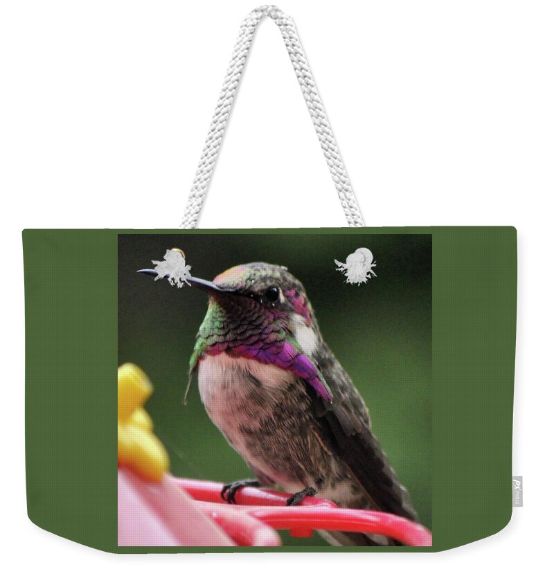 Animal Weekender Tote Bag featuring the photograph Beautiful Anna's Hummingbird On Perch by Jay Milo