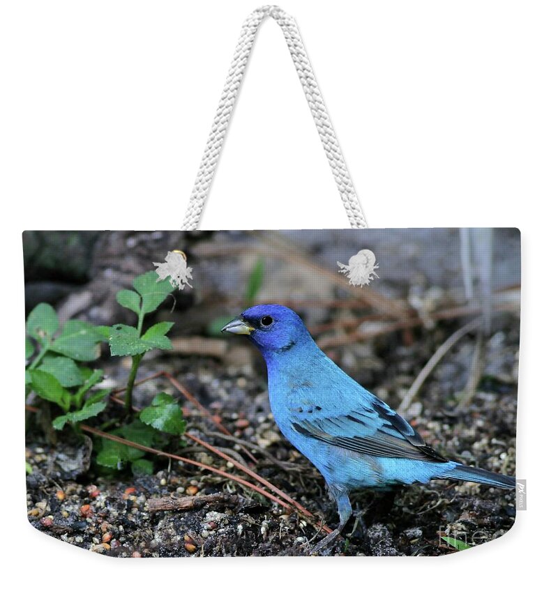 Bird Weekender Tote Bag featuring the photograph Beautiful Indigo Bunting by Sabrina L Ryan