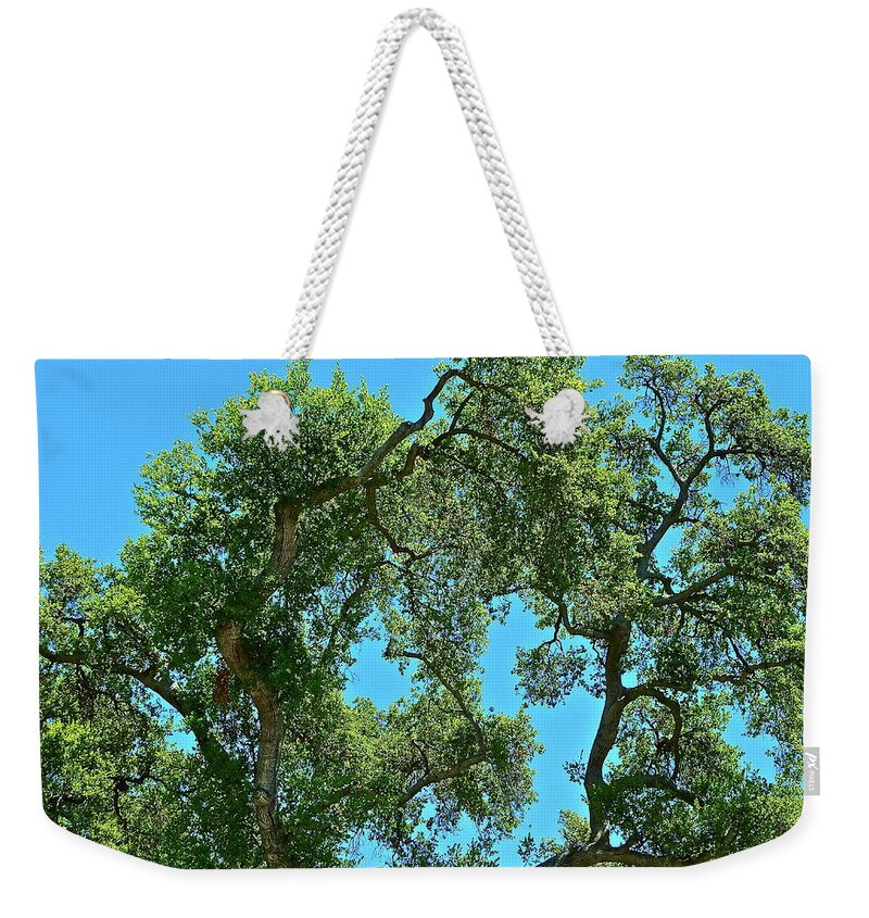 Tree Weekender Tote Bag featuring the photograph Beautiful Oak by Diana Hatcher
