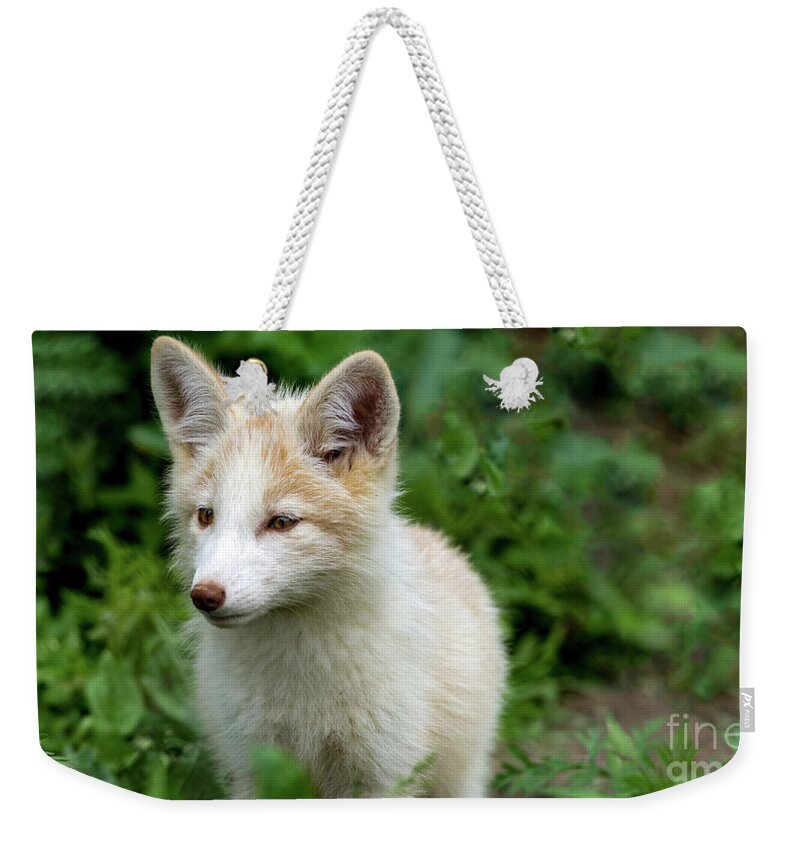 Fox Weekender Tote Bag featuring the photograph Beautiful young fox portrait by Sam Rino
