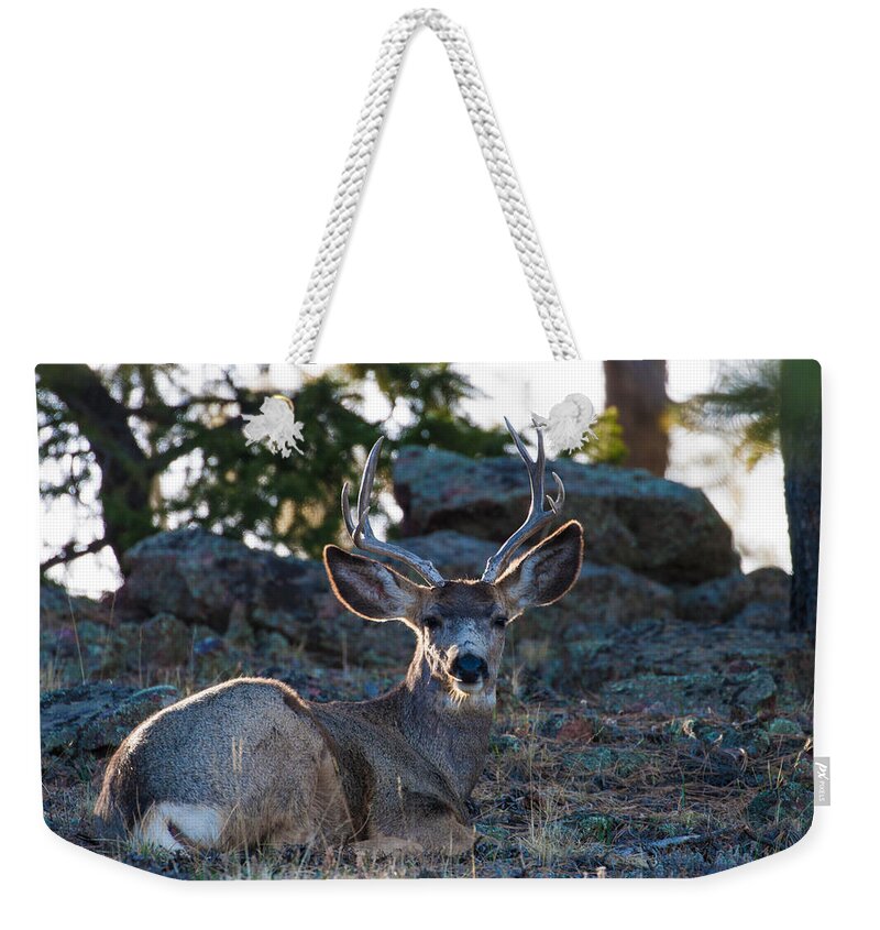 Mule Deer Weekender Tote Bag featuring the photograph Bed Down For The Evening by Mindy Musick King