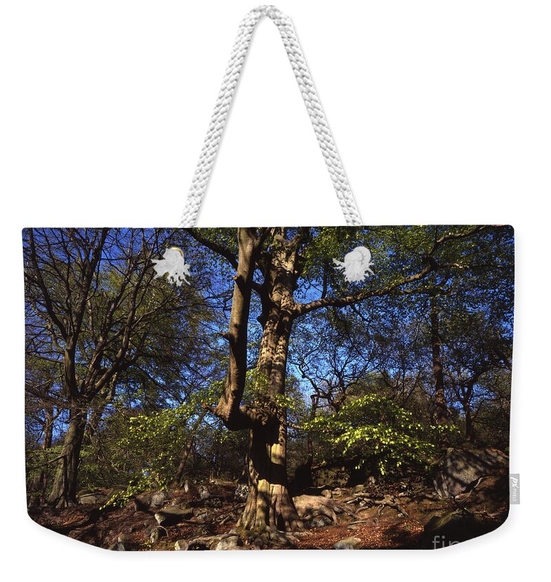 Beech Tree Weekender Tote Bag featuring the photograph Beech Trees coming into leaf in spring Padley Wood Padley Gorge Grindleford Derbyshire England by Michael Walters