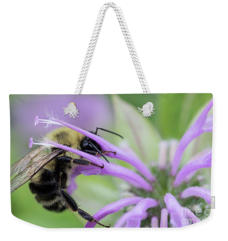 Canada Weekender Tote Bag featuring the photograph Bee's dinner by Agnes Caruso