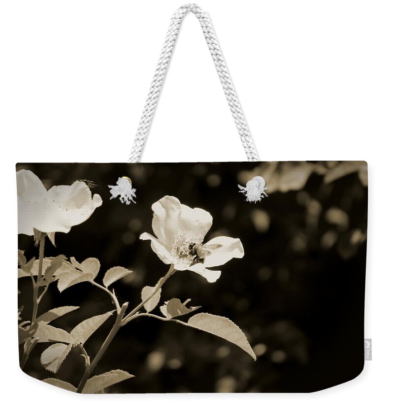 Sepia Weekender Tote Bag featuring the photograph Bees on Country Roses in Sepia Chicago Botanical Gardens by Colleen Cornelius