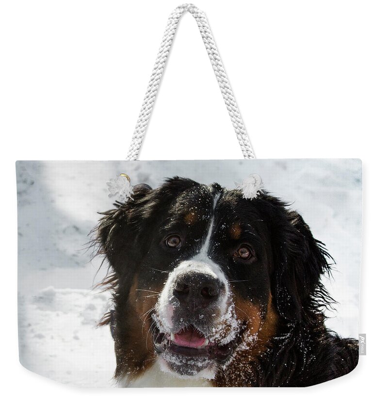 Jean Noren Weekender Tote Bag featuring the photograph Bernese Mt Dog by Jean Noren