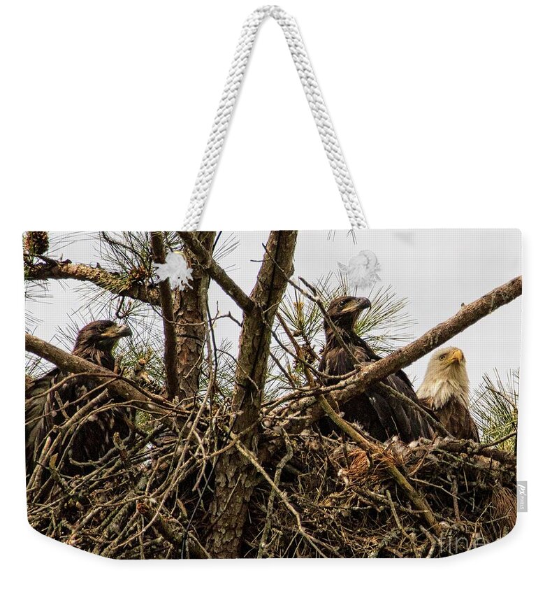 American Bald Eagle Weekender Tote Bag featuring the photograph Berry Family by Geraldine DeBoer