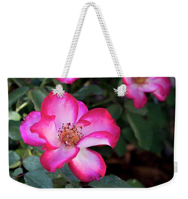 Close-up Weekender Tote Bag featuring the photograph Betty Boop Roses by K Bradley Washburn