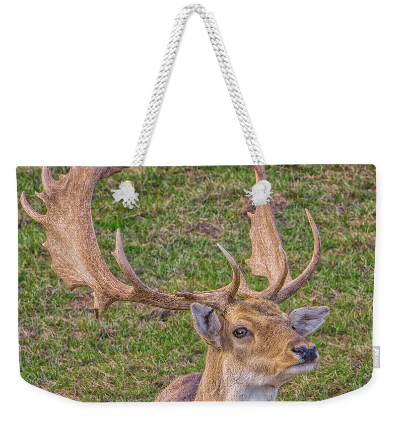Deer Weekender Tote Bag featuring the photograph Big Buck by Dennis Dugan