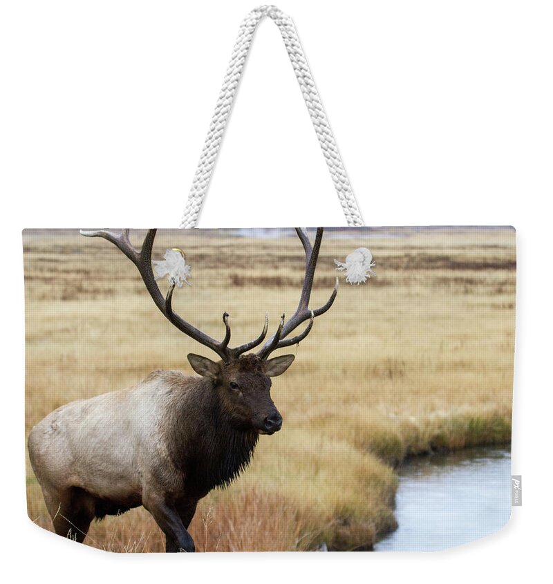 Elk Weekender Tote Bag featuring the photograph Big Bull Elk by Wesley Aston