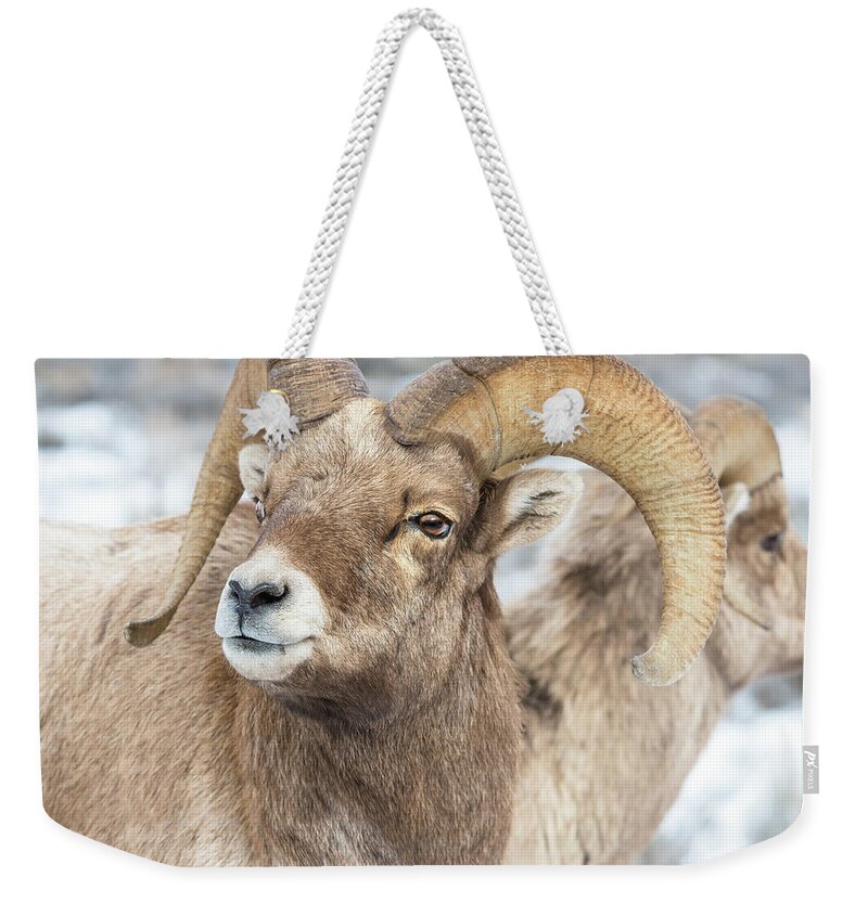 Big-horn Sheep Weekender Tote Bag featuring the photograph Big-Horn Competition by Yeates Photography