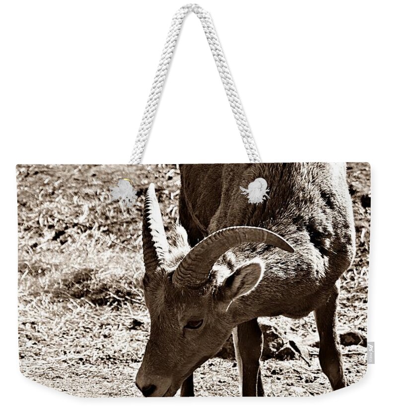Big Horn Sheep Weekender Tote Bag featuring the photograph Big Horn Sheep Ewe by Kathleen Voort