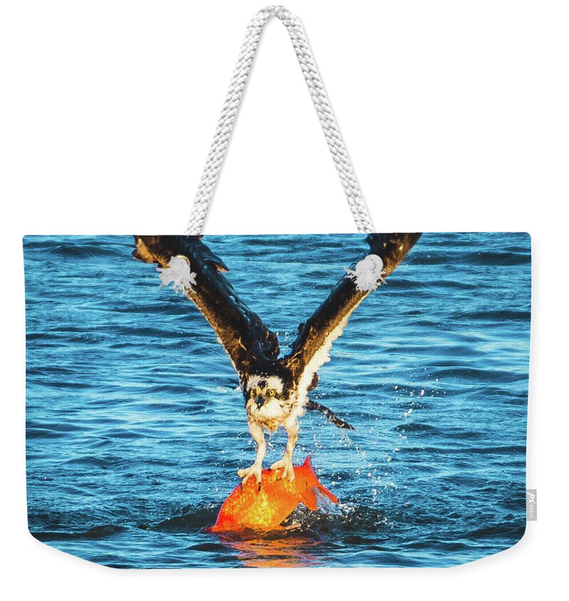 20170404 Weekender Tote Bag featuring the photograph Big Orange Koi Fish Wins by Jeff at JSJ Photography