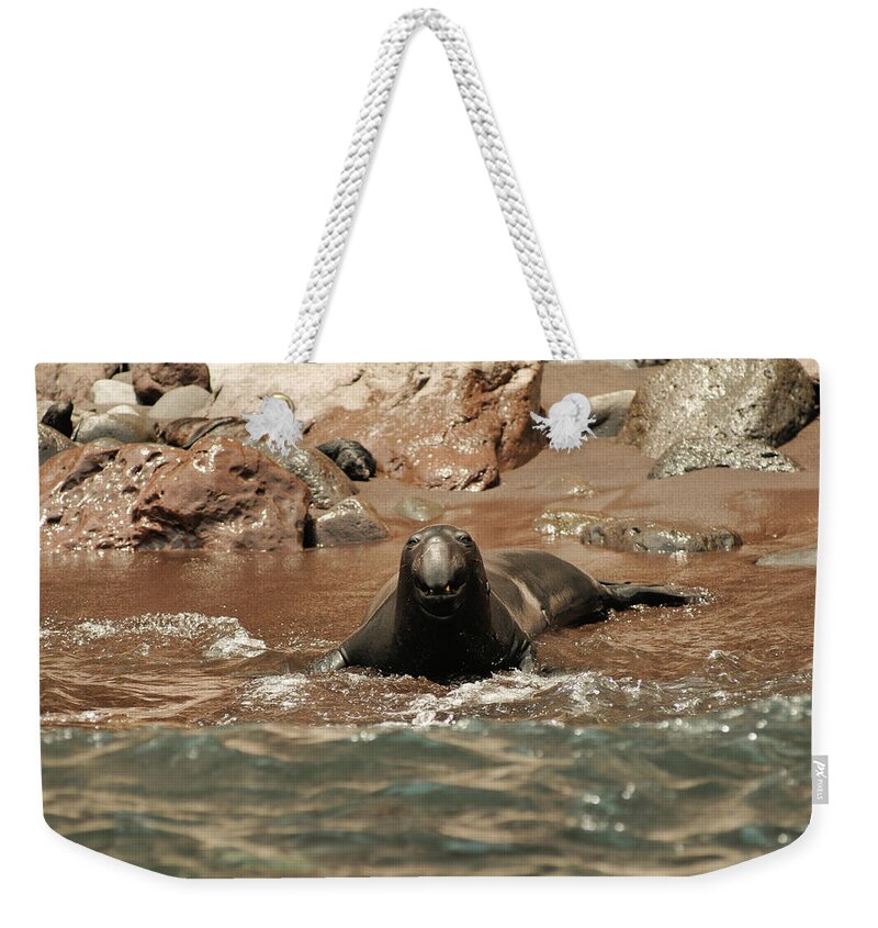 Seals Weekender Tote Bag featuring the photograph Big Smile by David Shuler