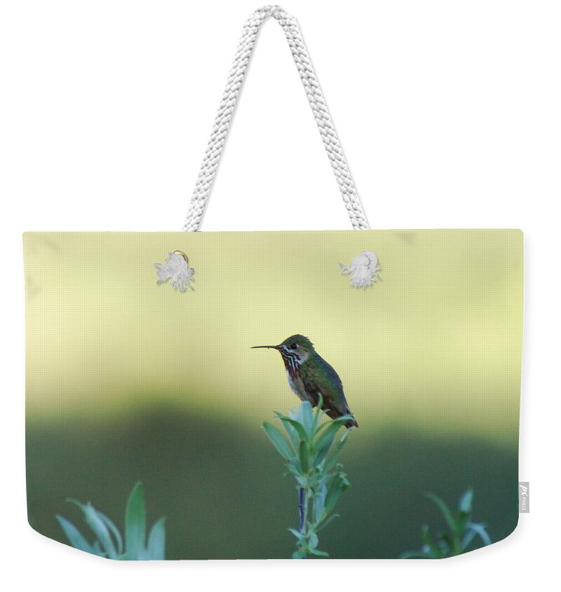 Hummingbird Weekender Tote Bag featuring the photograph Big World by Donna Blackhall