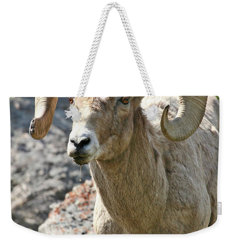 Bighorn Sheep Weekender Tote Bag featuring the photograph Bighorn Sheep by Wesley Aston