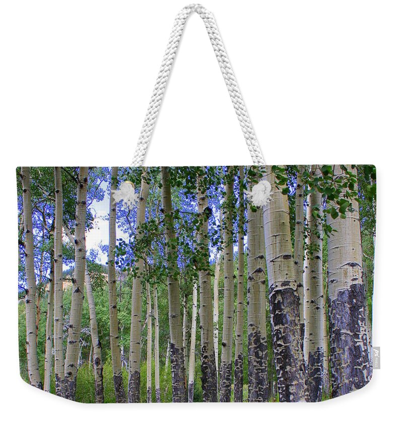 Landscape Weekender Tote Bag featuring the photograph Birch Forest by Julie Lueders 