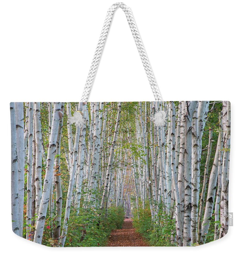 Birch Weekender Tote Bag featuring the photograph Birch Path by White Mountain Images