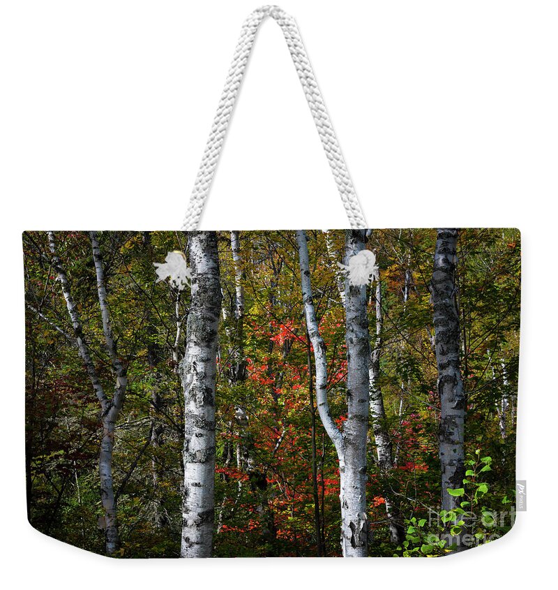 Birch Weekender Tote Bag featuring the photograph Birches by Elena Elisseeva