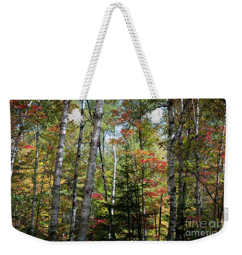 Forest Weekender Tote Bag featuring the photograph Birches in fall forest by Elena Elisseeva