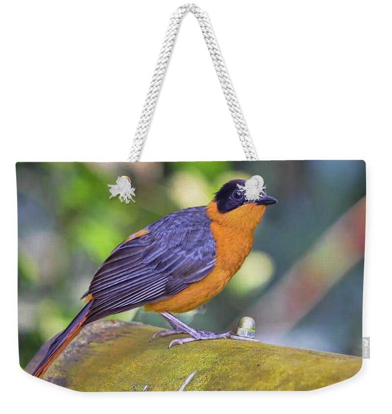  Weekender Tote Bag featuring the photograph Bird 3 by Nadia Sanowar