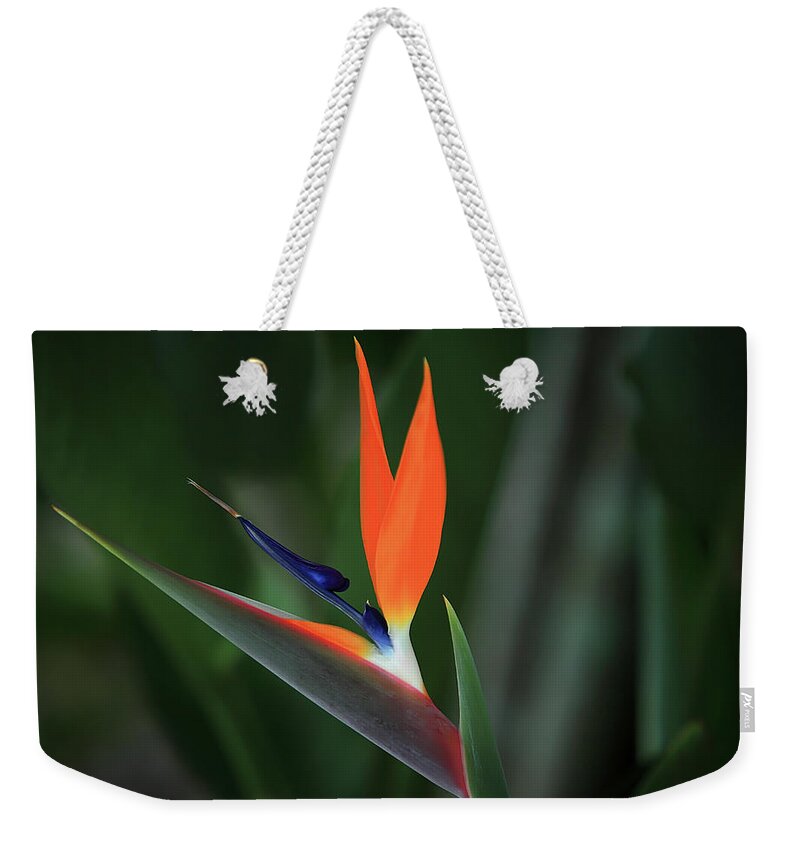 Naples Botanical Garden Weekender Tote Bag featuring the photograph Bird of Paradise by Dennis Goodman Photography