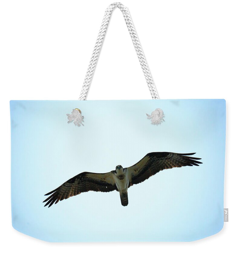 Bird Weekender Tote Bag featuring the photograph Bird of Prey by Travis Rogers