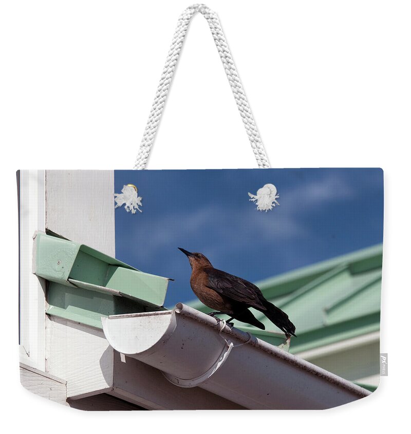 Charleston Weekender Tote Bag featuring the photograph Bird on Gutter by Kay Lovingood