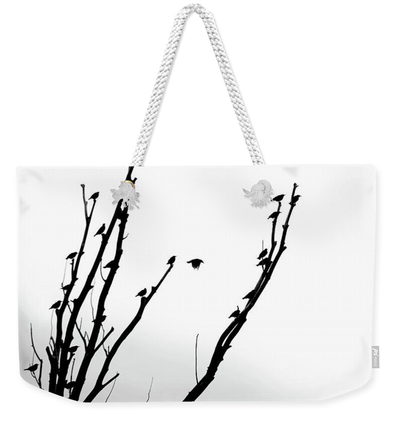 Bird Weekender Tote Bag featuring the photograph Birds Silhouette in Tree Black and White by Jennie Marie Schell