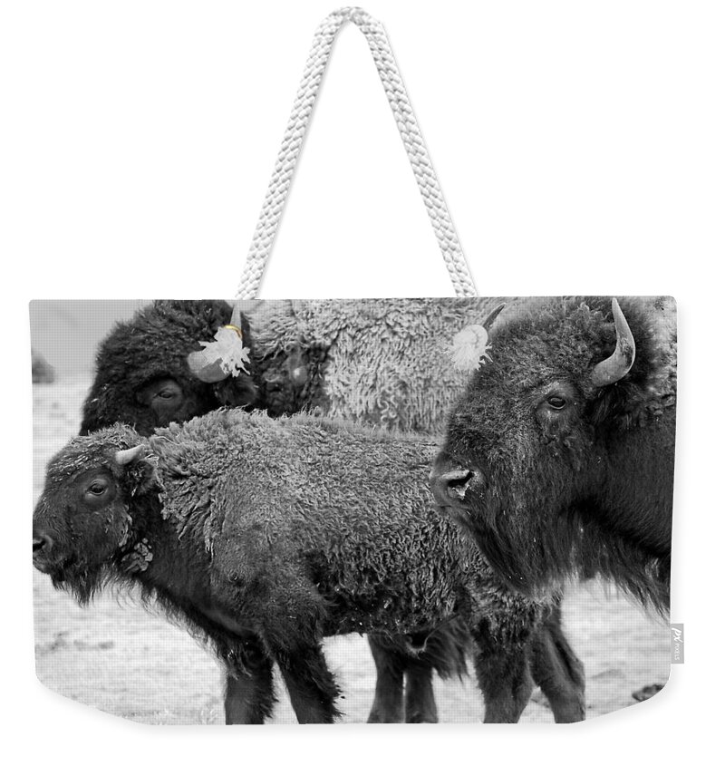 Buffalo Weekender Tote Bag featuring the photograph Bison - Way Out West by Melany Sarafis