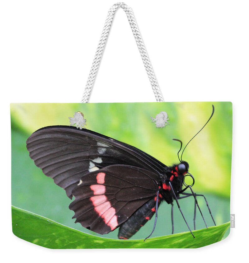 Red Postman Butterfly Weekender Tote Bag featuring the photograph Black and Red Butterfly by Angela Murdock