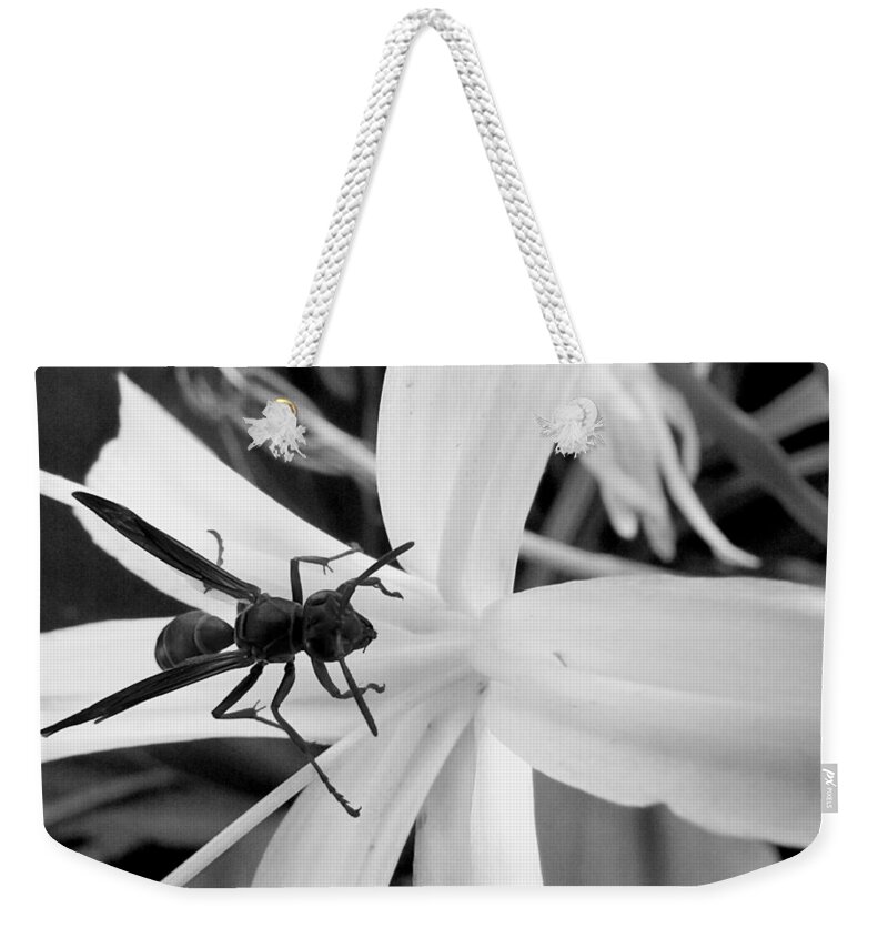 Wasp Weekender Tote Bag featuring the photograph Black and White Red Paper Wasp and Spider Lily by Christopher Mercer