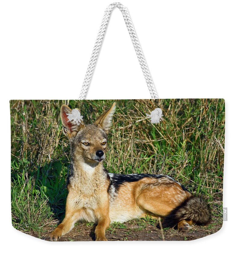 Black-backed Jackal Weekender Tote Bag featuring the photograph Black-backed Jackal by Sally Weigand