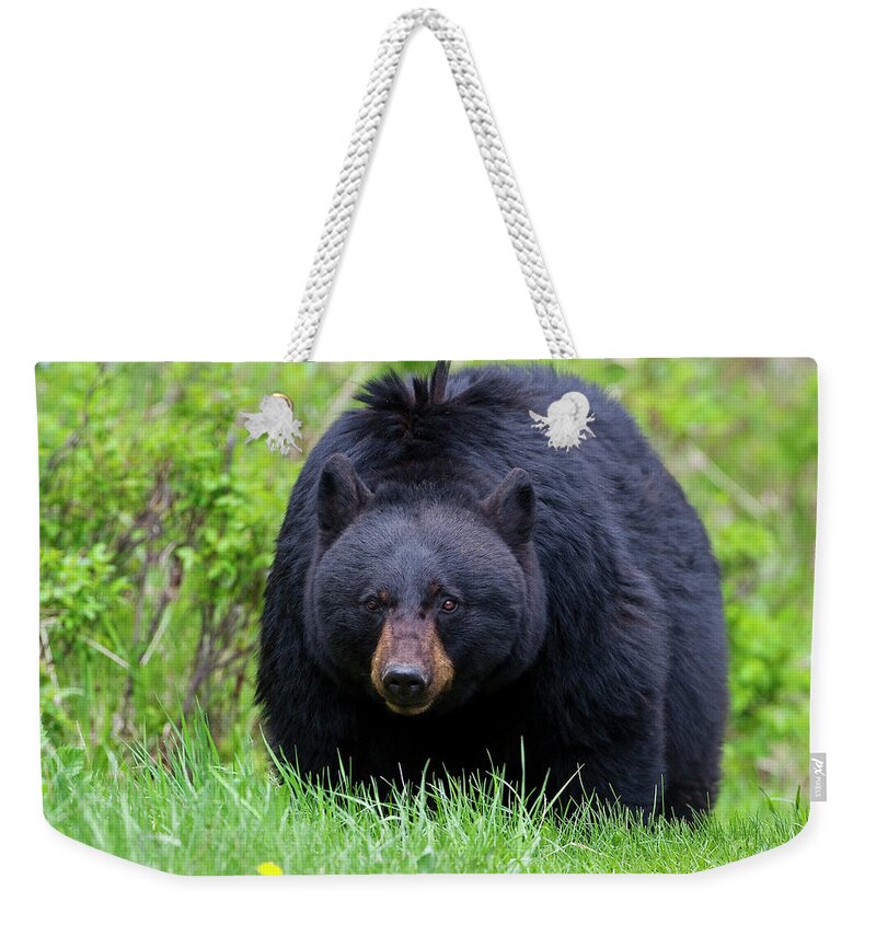 Bear Weekender Tote Bag featuring the photograph Black Bear Face to Face by Mark Miller