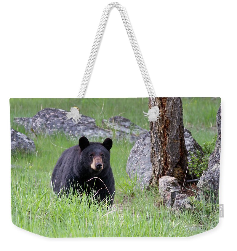 Mark Miller Photos Weekender Tote Bag featuring the photograph Black Bear in green grassy Meadow at attention looking forward by Mark Miller
