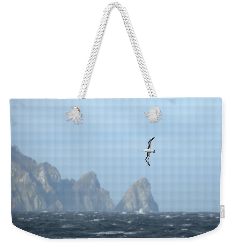 Albatross Weekender Tote Bag featuring the photograph Black-browed Albatross Soaring Above Cliffs by Bruce J Robinson