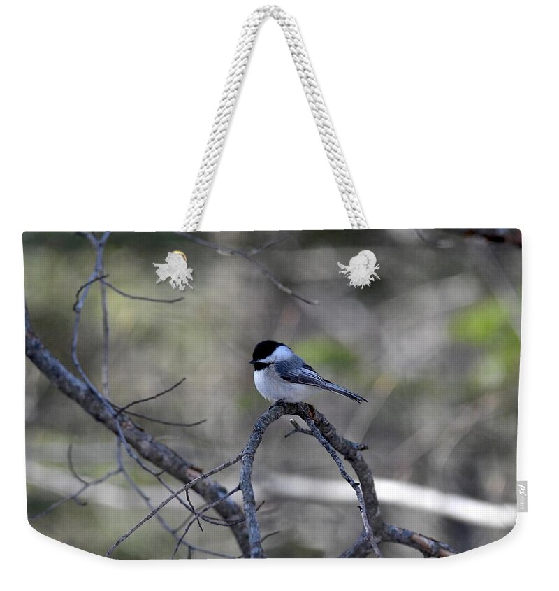 Bird Weekender Tote Bag featuring the photograph Black Capped Chickadee 422 by Michael Peychich
