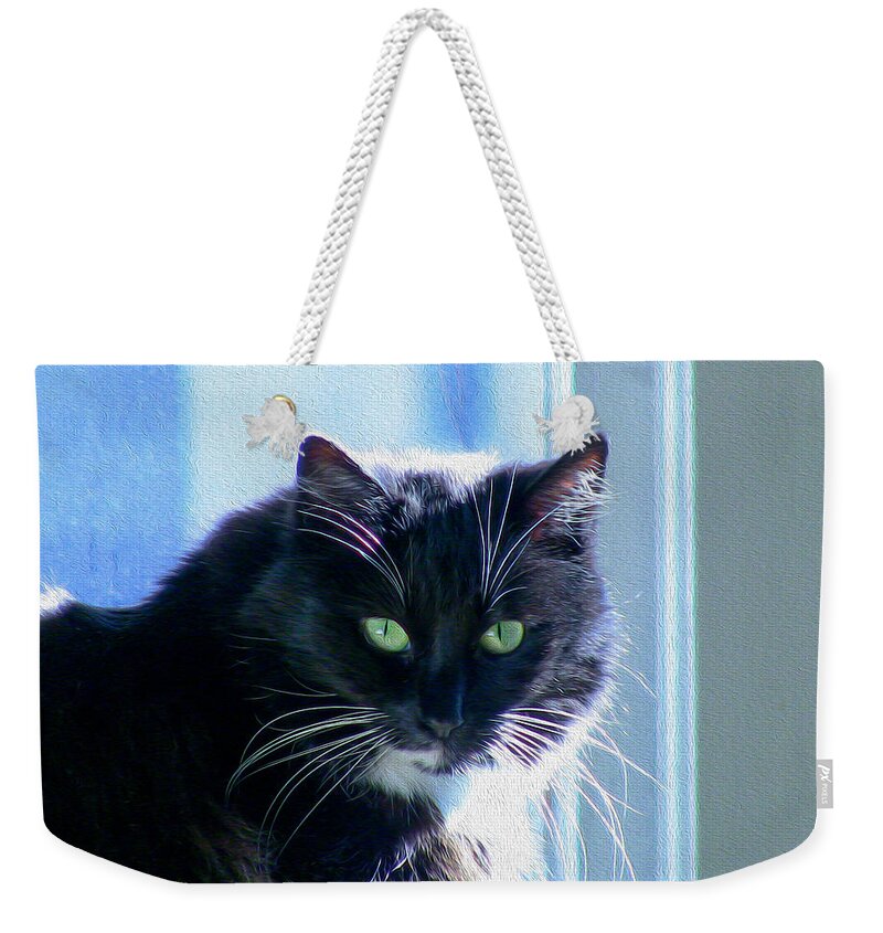 Bonnie Follett Weekender Tote Bag featuring the photograph Black Cat in sun by Bonnie Follett