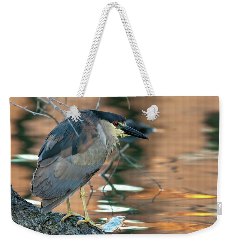 Nycticorax Nycticorax Weekender Tote Bag featuring the photograph Black-crowned Night Heron by Jonathan Nguyen