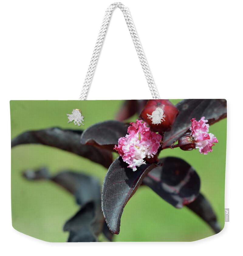 Crape Myrtle Weekender Tote Bag featuring the photograph Black Diamond Crape Myrtle by Aimee L Maher ALM GALLERY