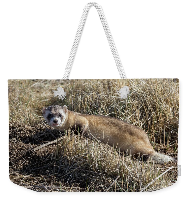Ferret Weekender Tote Bag featuring the photograph Black-footed Ferret On the Prowl by Tony Hake