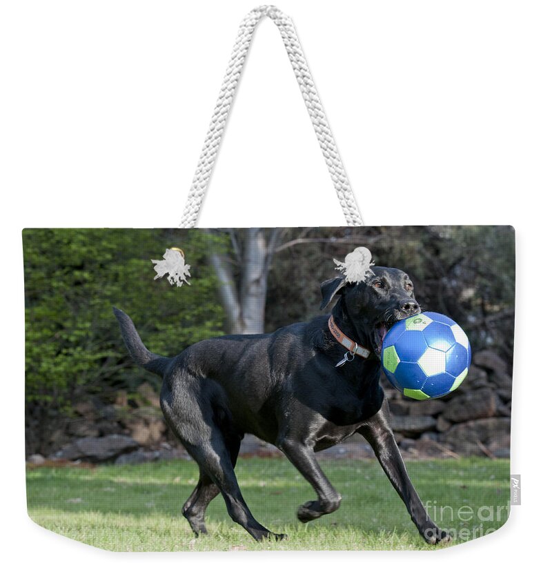 Black Lab Retriever Weekender Tote Bag featuring the photograph Black Labrador Retrieving Soccer Ball by William H Mullins