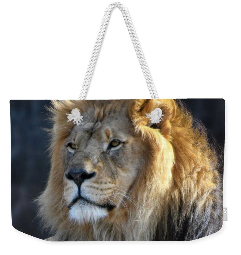 Africa Weekender Tote Bag featuring the photograph Black Maned Lion 440 by David Drew
