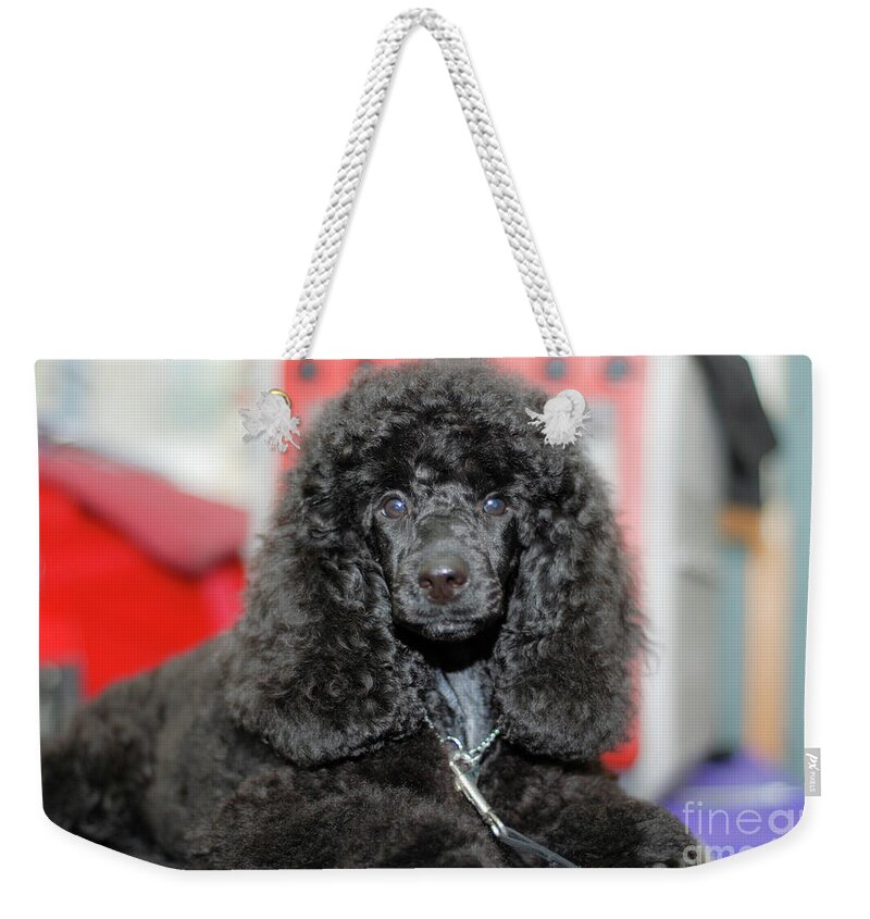 Black Miniature Poodle Weekender Tote Bag For Sale By Amir Paz