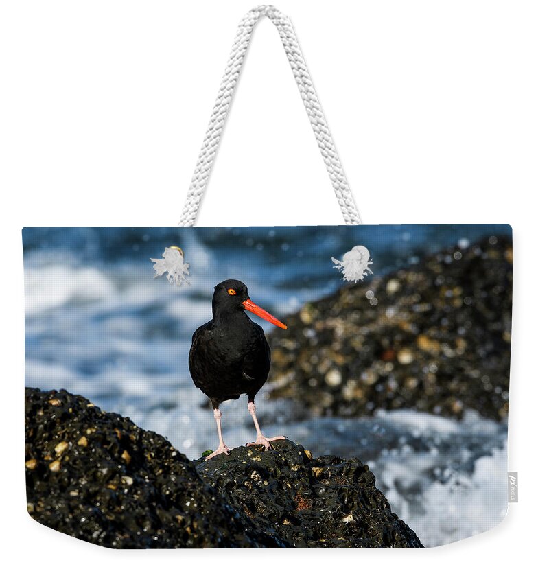 American Black Oystercatchers Weekender Tote Bag featuring the photograph Black Oystercatcher by Robert Potts