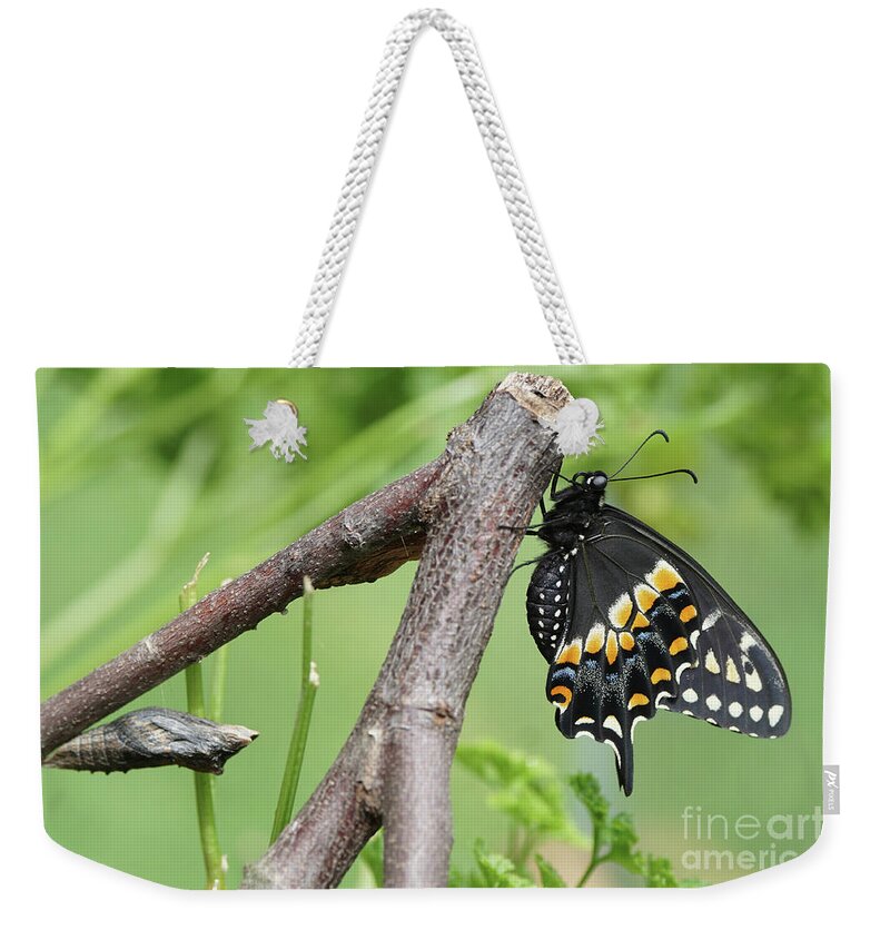 Black Swallowtail Weekender Tote Bag featuring the photograph Black Swallowtail and Chrysalis by Robert E Alter Reflections of Infinity