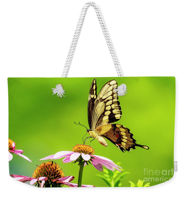 Black Swallowtail Weekender Tote Bag featuring the photograph Black Swallowtail Butterfly by Ben Graham