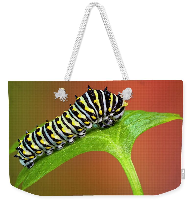 Caterpillar Weekender Tote Bag featuring the photograph Black Swallowtail Butterfly Caterpillar by Susan Candelario