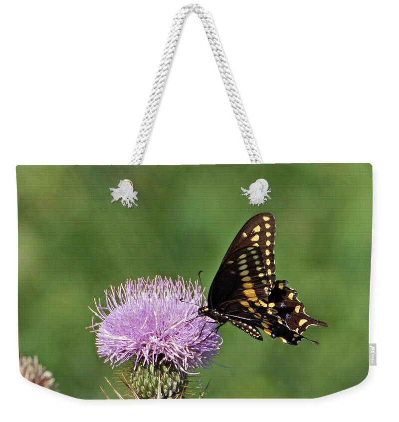 Butterfly Weekender Tote Bag featuring the photograph Black Swallowtail Butterfly by Sandy Keeton