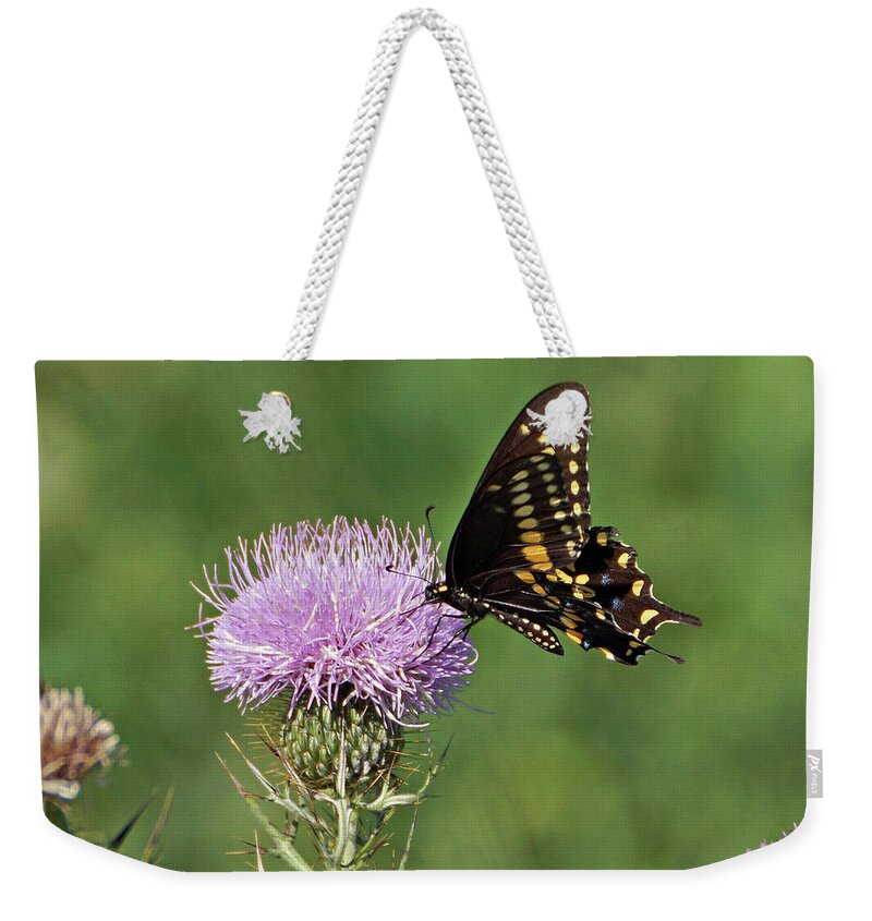 Butterfly Weekender Tote Bag featuring the photograph Spicebush Swallowtail Butterfly by Sandy Keeton